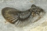 Detailed Scabriscutellum Trilobite - Morocco #359136-2